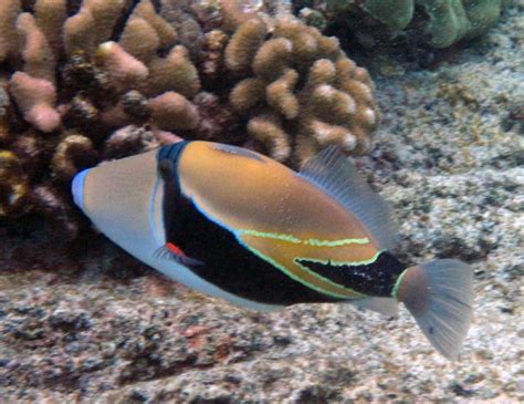 Colorful Reef Triggerfish In Hawaii
