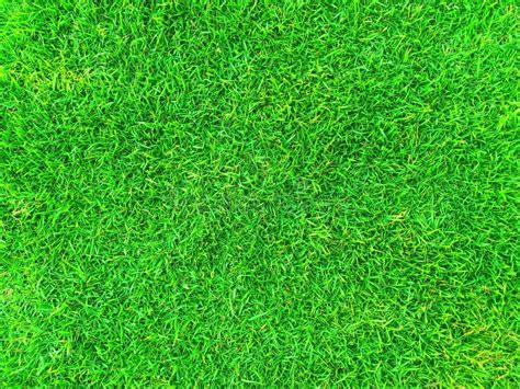 Green Grass Texture Background Green Lawn Backyard For Background