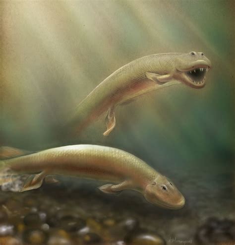 Strange Ancient Fish Had Front And Back Legs Live Science