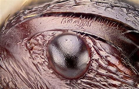 Ant Eye Stock Image C0182440 Science Photo Library