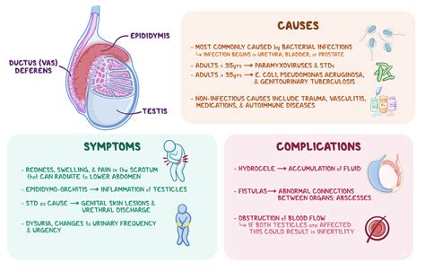 Osmosis Epididymitis What Is It Symptoms Causes Diagnosis