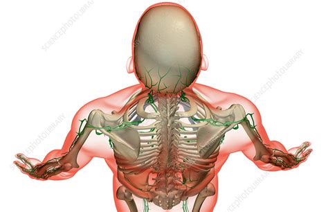 The Lymph Supply Of The Head And Shoulder Stock Image F0016663