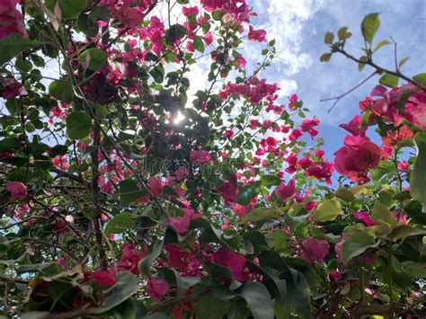 Bougainvillea Against A Blue Sky With Sun Coming Through Stock Photo