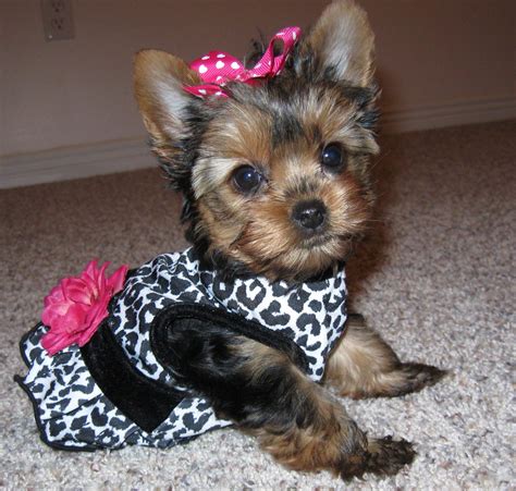 Check spelling or type a new query. Teacup Yorkie Clothes Dress The Dog - clothes for your pets!