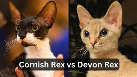 Cornish Rex Vs Devon Rex A Comparison Of Two Unique Breeds Historn