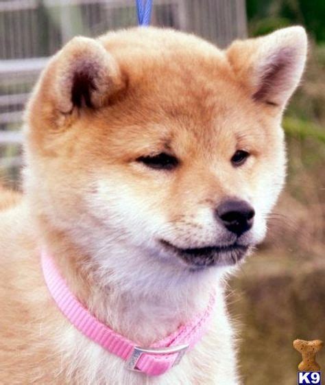 100 Shiba Inu Puppies Ideas Shiba Inu Puppies Shiba