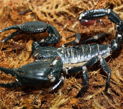 Heterometrus Spinifer Giant Asian Forest Scorpion — Arachnid Rarities