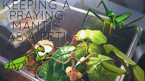 Praying Mantis Care How To Care For A Pet Mantis Youtube