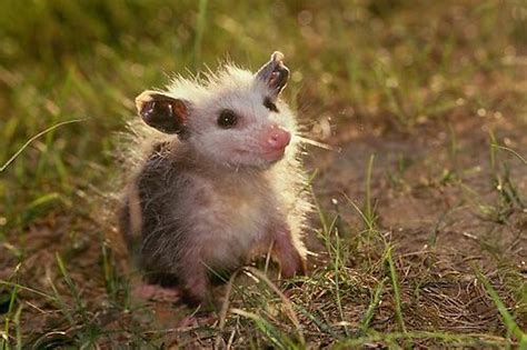 The North American Opossum Is Hands Down My Favorite