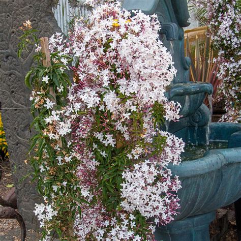 Pink Jasmine Gurneys Seed And Nursery Co