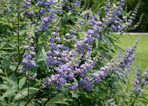 Maybe you would like to learn more about one of these? Random garden questions keep gardening interesting ...