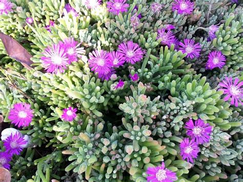 Ad by raging bull, llc. Security Check Required | Succulents, Facebook sign up, Plants