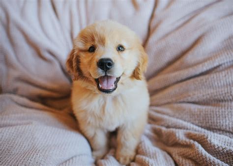 A Guide To Puppy Breeds Golden Retrievers — The Puppy Academy
