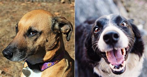 Pet insurance in your state. Ohio Just Named All Of Its Shelter Animals Official 'State ...