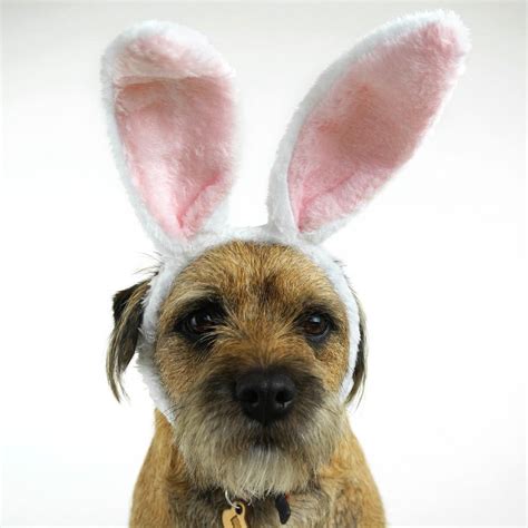 Border Terrier At Holly And Co Wearing Bunny Ears Easter Dog Stylish