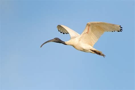 White Ibis New Zealand Birds Online