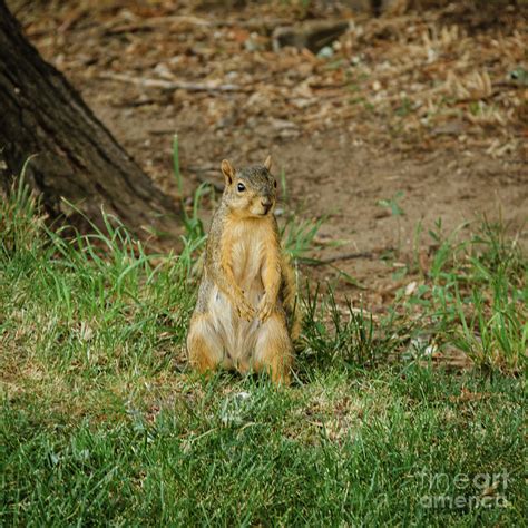 Fox Squirrel Photograph By Robert Bales Pixels