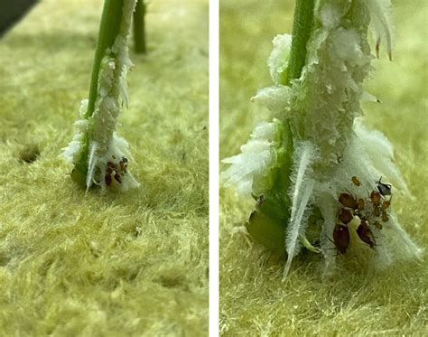 Rice Root Aphid R Rufiabdominale On Cannabis Roots They Feed On The