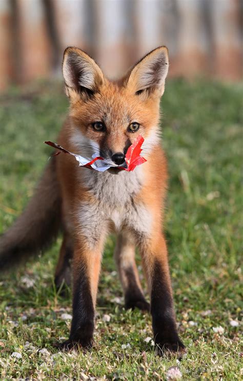Hannibals Animals Foxes
