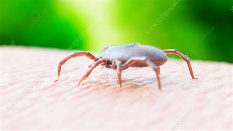 Illustration Of A Tick Crawling On Human Skin Stock Image F0238174