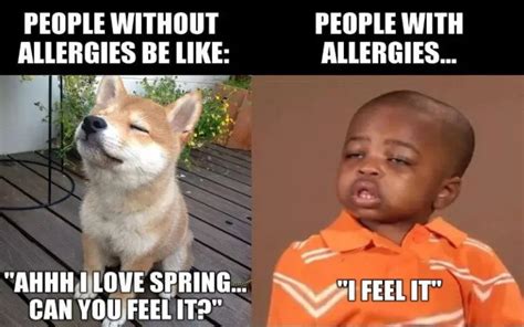 25 Best Allergies Meme Collection Allergy Preventions