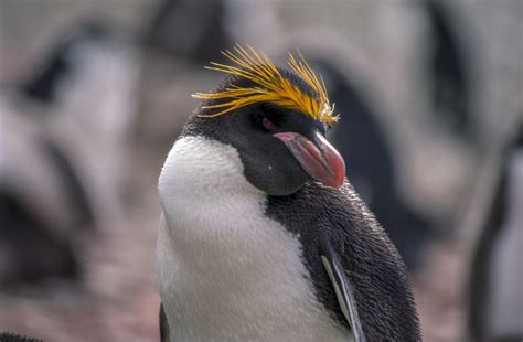 Macaroni Penguin Wikipedia