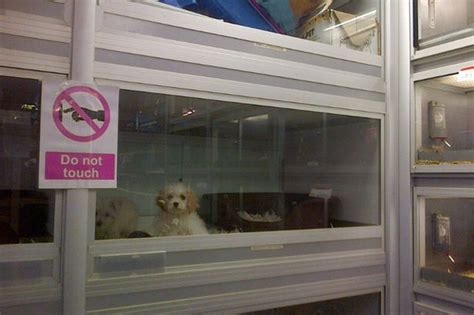 Ethics specific to stores that sell pets. Pet shop puppy sales should be banned say animal charities ...