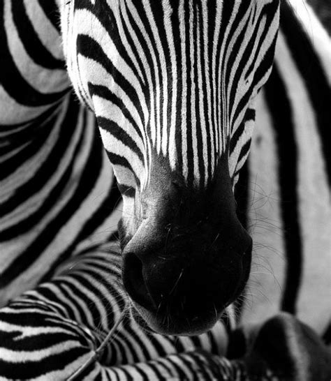Black And White Animal Photography Cruzine Wild Animals Pictures