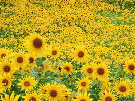 Desktop Wallpapers Flowers Backgrounds Sunflower Field