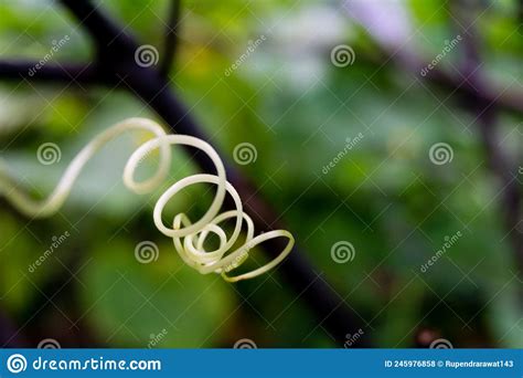 Vine Climbing Plant Tendrils Isolated In An Indian Garden With Out Of
