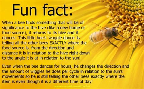 Bees How Do We Know Buzz On Bees Bee Facts Bee Honey Bee Facts