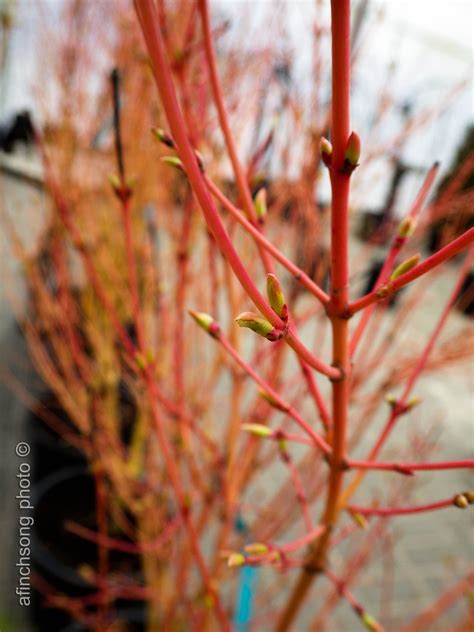 A New Japanese Maple To Our Storesbijou Love That Winter Color