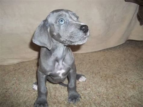 Adorable Blue And Mantle Great Dane Puppies For Sale In Bonney Lake