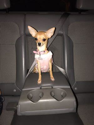 3is this mobile pet grooming? Professional Dog Mobile Grooming - 205 Photos & 81 Reviews ...
