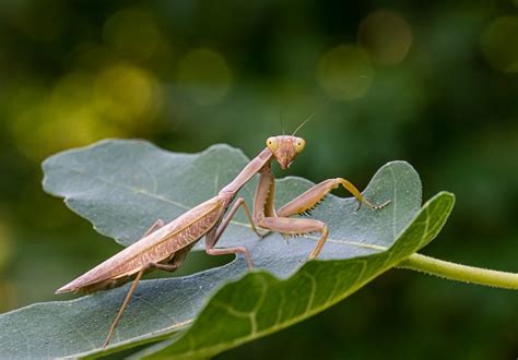 Praying Mantis Facts And Beyond Biology Dictionary
