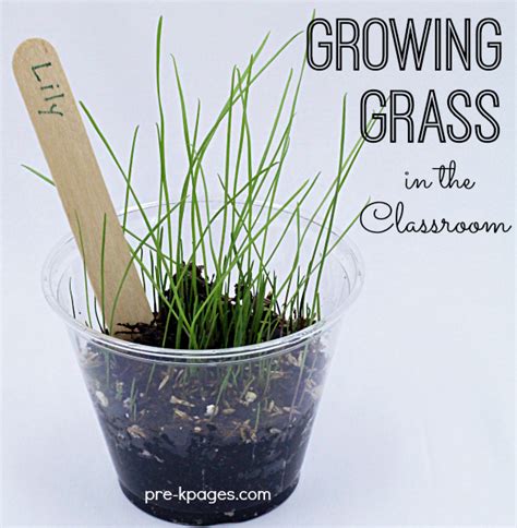 I also share my top tips for growing cacti. Planting and Growing Grass in Preschool - Pre-K Pages