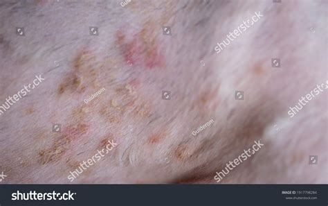 Closeup Disease On Dog Skindermatitis Dogskin Stock Photo 1917798284