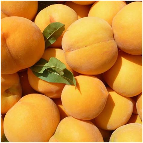 Fresh Organic Organic Untreated Yellow Peaches Organic Straight From