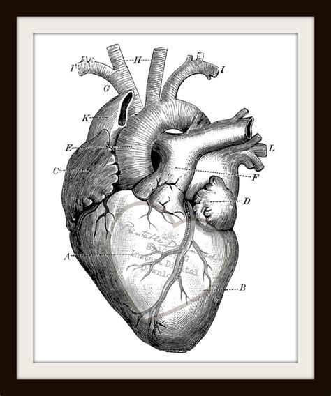 Anatomical Heart Sketch At Explore Collection Of