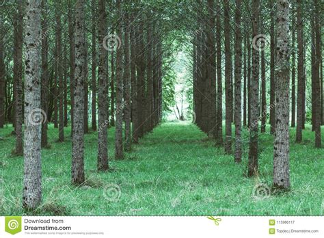 Trees Planted In A Row In The Forest Stock Image Image Of Sunlight