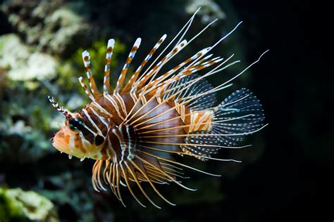Aquarium Fish Invade California Waters Invasive Species Live Science