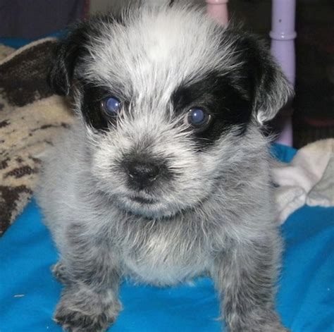 Blue Tzu Heeler Breed Pictures And Information