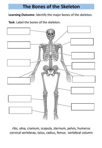 Aqa Gcse Pe The Skeletal System Workbook Worksheets Teaching