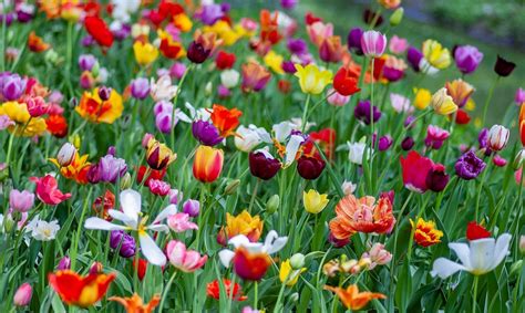 Flores De Primavera Características Y Ejemplos Renovables Verdes