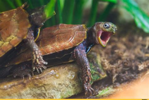 Красноухая черепаха половой орган
