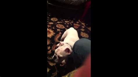 Dog Humping Leg Youtube