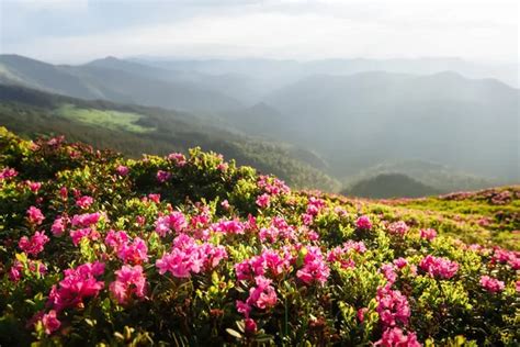 Magic Pink Rhododendron Flowers Covered Summer Mountain Meadow