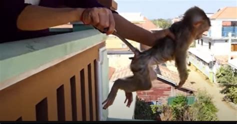 Gut Wrenching Video Shows Monkeys Being Beaten To Death