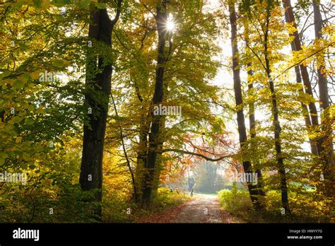 Germany Bavaria Bernried Forest Path In Autumn Stock Photo Alamy