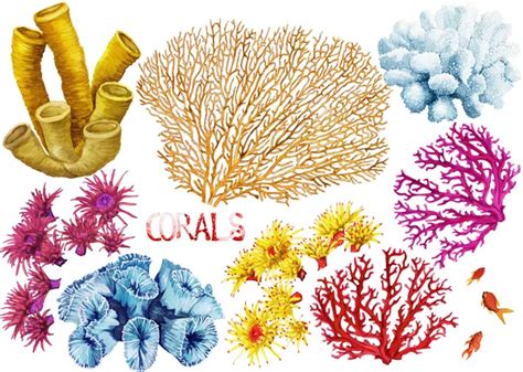 Different Corals Stock Photos Royalty Free Different Corals Images